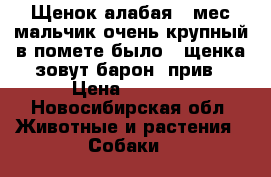 Щенок алабая 3 мес мальчик очень крупный в помете было 3 щенка зовут барон, прив › Цена ­ 8 000 - Новосибирская обл. Животные и растения » Собаки   